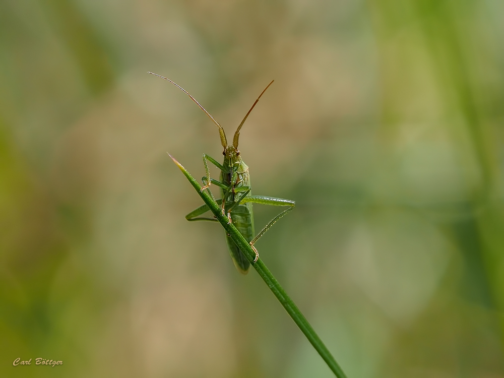 Stenodema laevigata