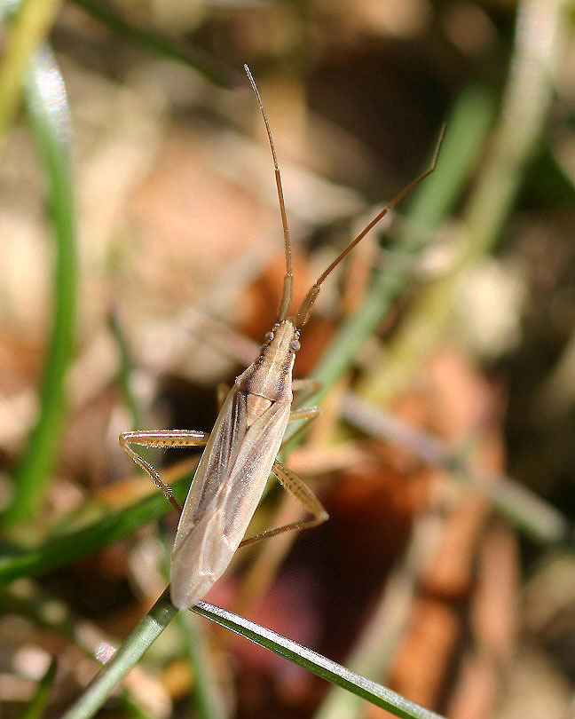 Stenodema laevigata