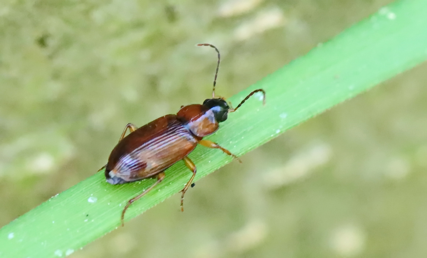 Stenolophus skrimshiranus Foto & Bild natur, insekten, tiere Bilder