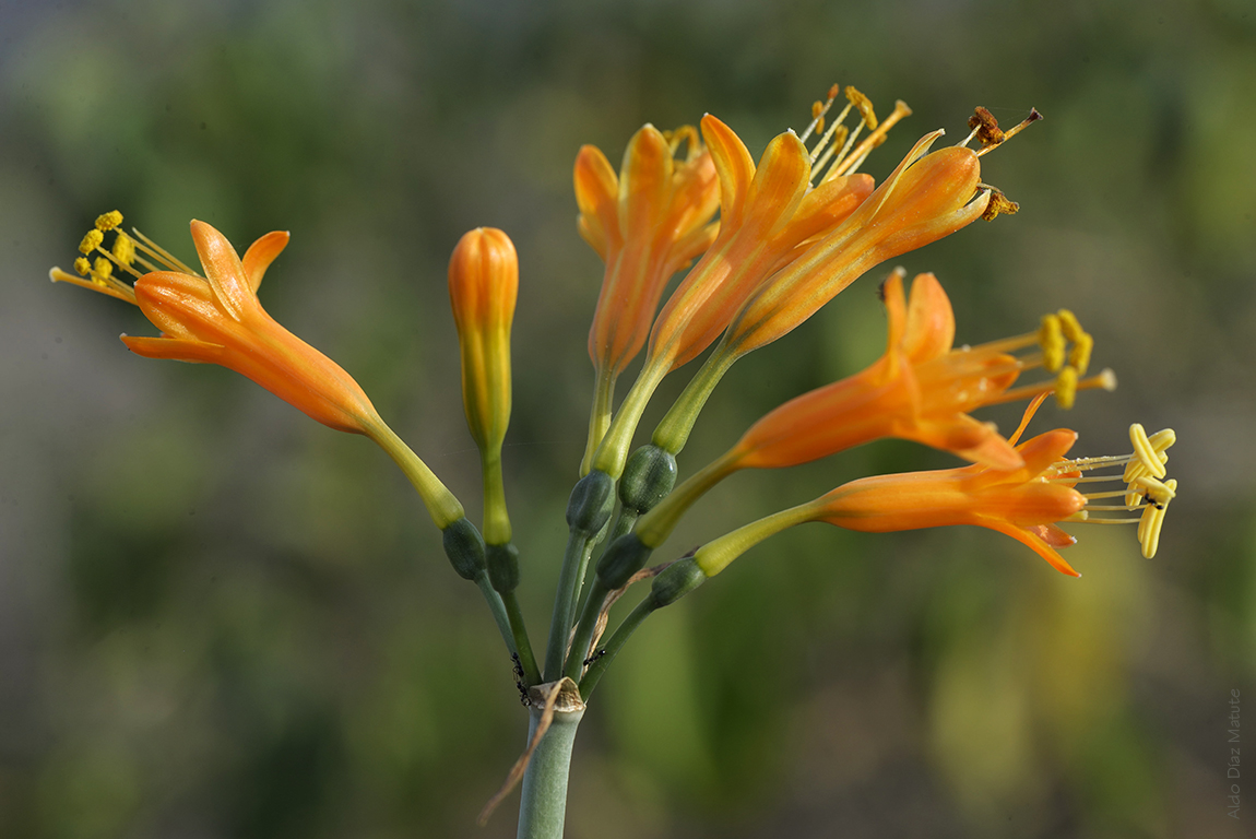 Stenomesson flavum