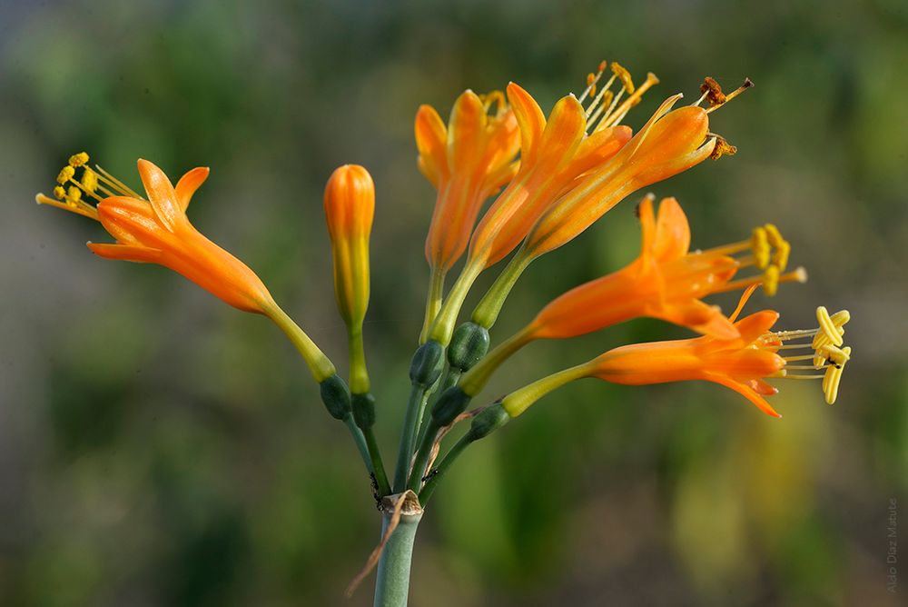 Stenomesson flavum