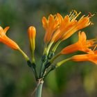 Stenomesson flavum