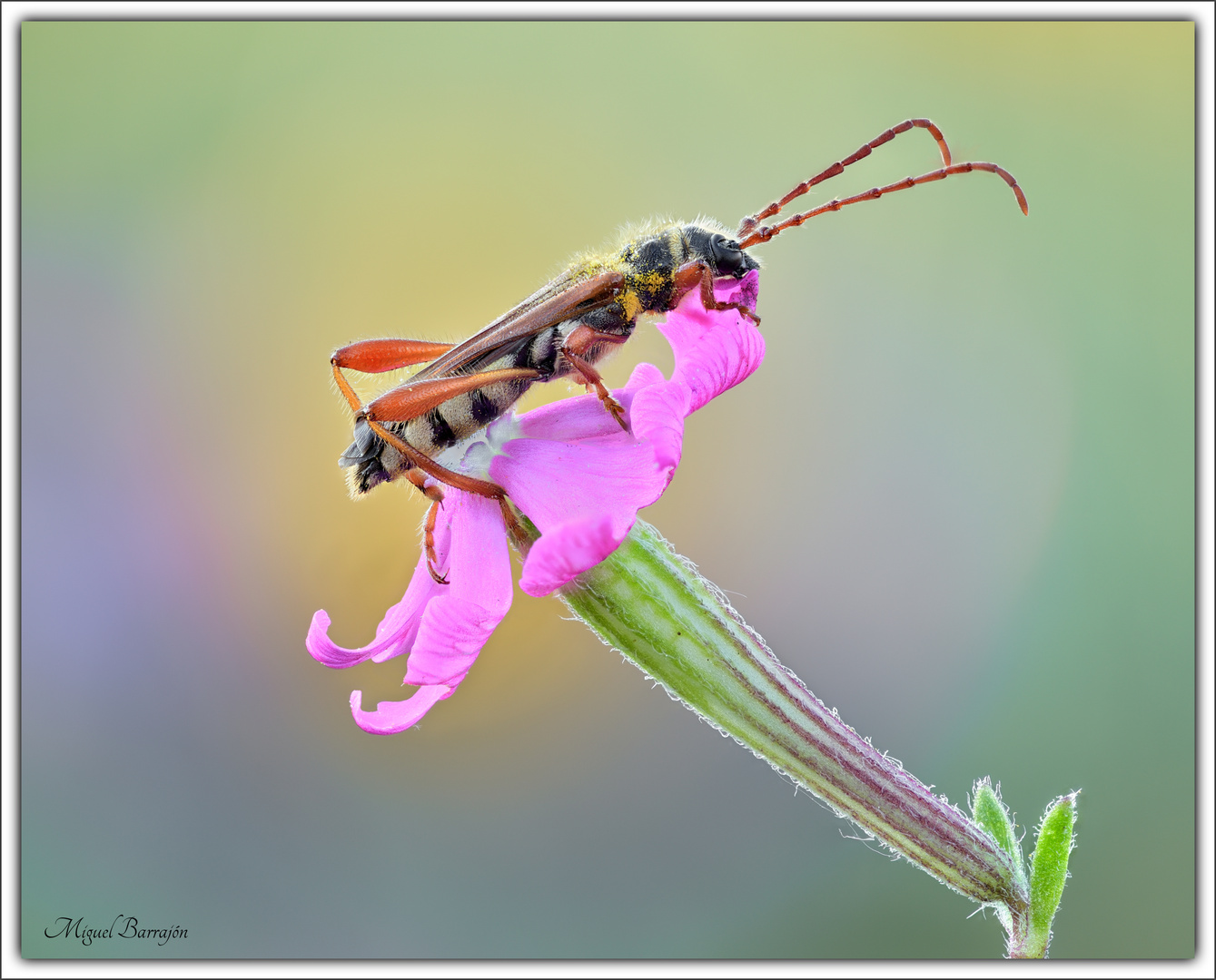 Stenopterus rufus (Coleoptera, Cerambycidae)