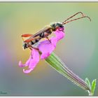 Stenopterus rufus (Coleoptera, Cerambycidae)