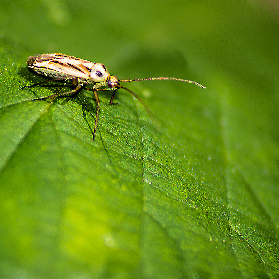 Stenotus binotatus Foto & Bild makro, natur, nahaufnahme Bilder