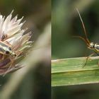 Stenotus binotatus - Eine farblich recht variable Weichwanze