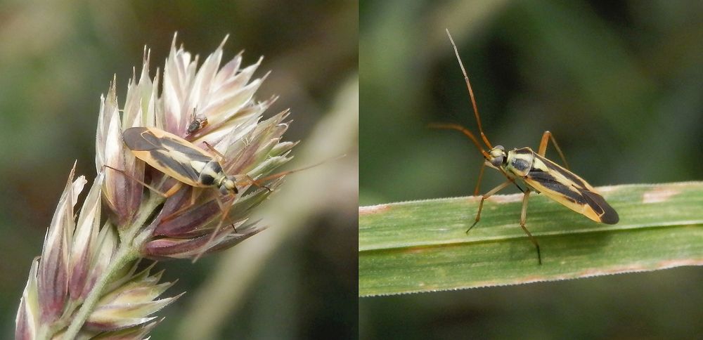 Stenotus binotatus - Eine farblich recht variable Weichwanze