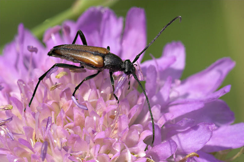 Stenurella melanura