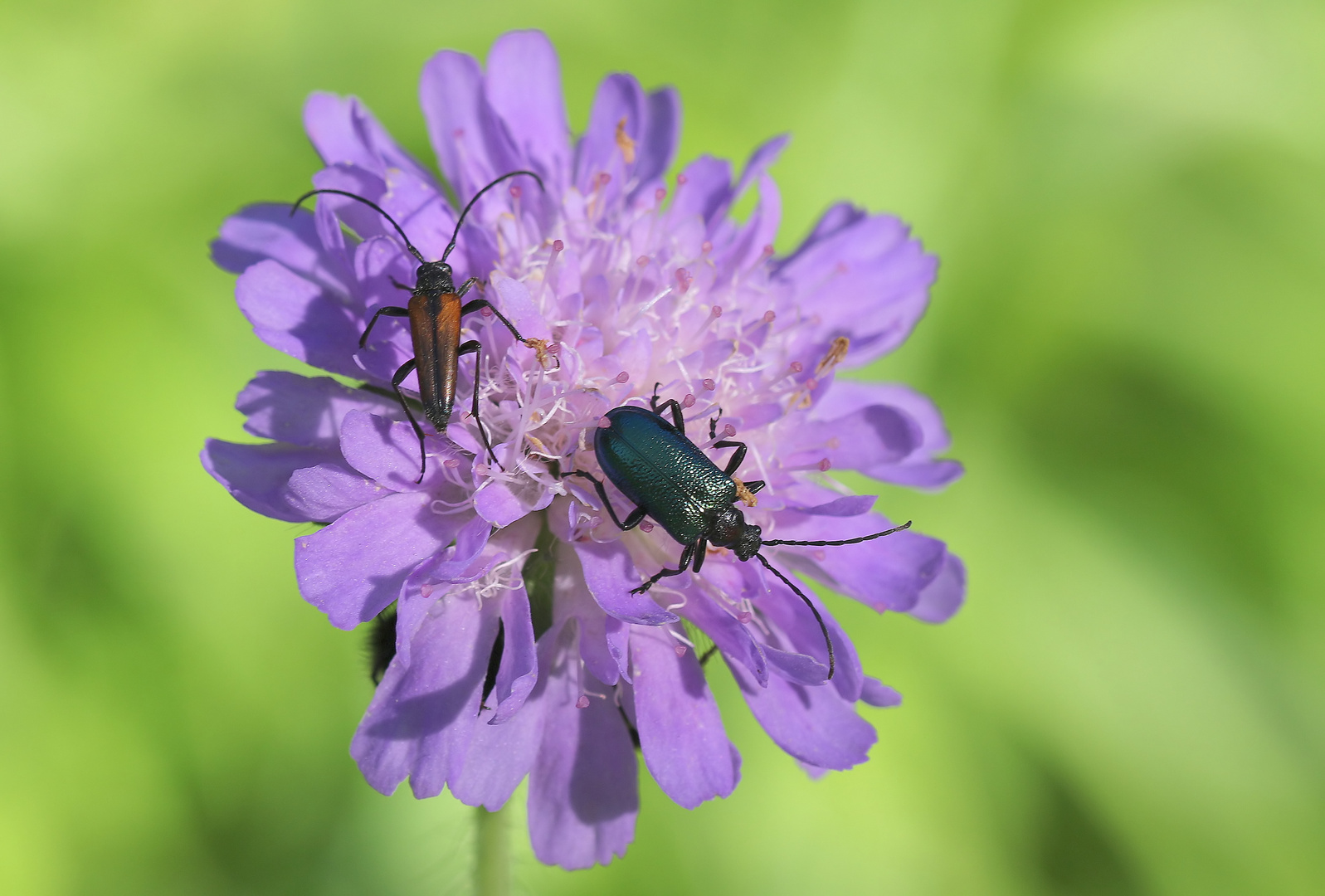 Stenurella melanura, Syn.: Strangalia melanura und Oulema gallaeciana   auf Knautia arvensis