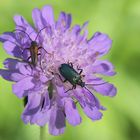 Stenurella melanura, Syn.: Strangalia melanura und Oulema gallaeciana   auf Knautia arvensis