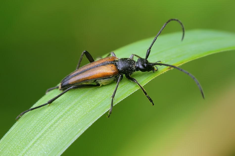 Stenurella melanura - uzac kvetovy