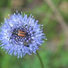 Stenurella melanura Weibchen