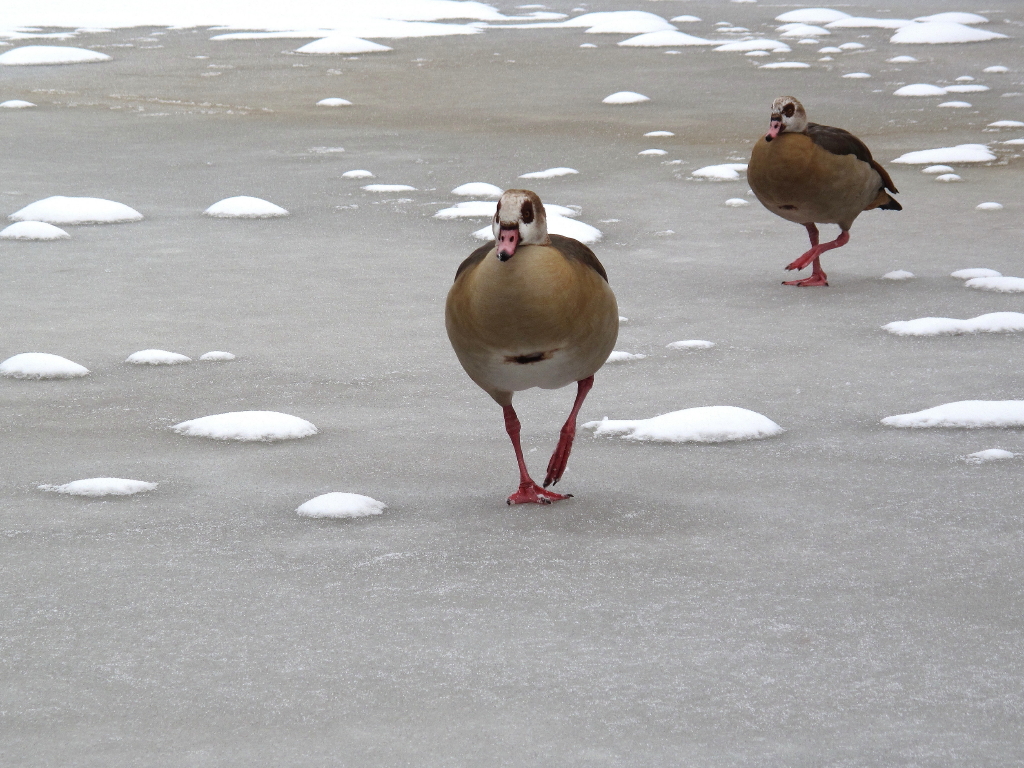 ...step by step...guten Rutsch und gut Licht an Alle!