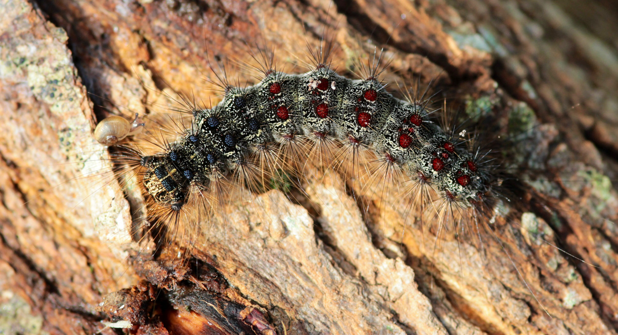 @stephanetsch: #chenille Lymantria dispar