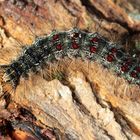 @stephanetsch: #chenille Lymantria dispar