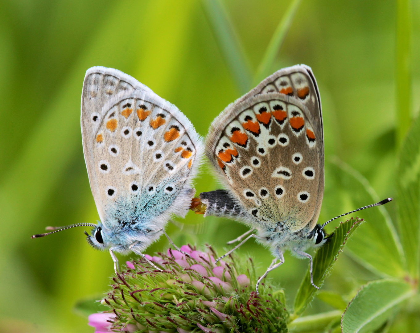 @stephanetsch: Polyommatus icarus