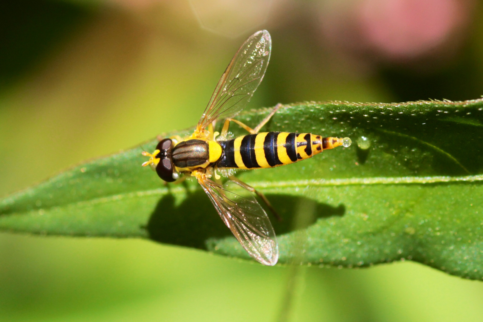 @stephanetsch: Syrphidae