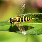 @stephanetsch: Syrphidae