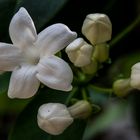 stephanotis floribunda