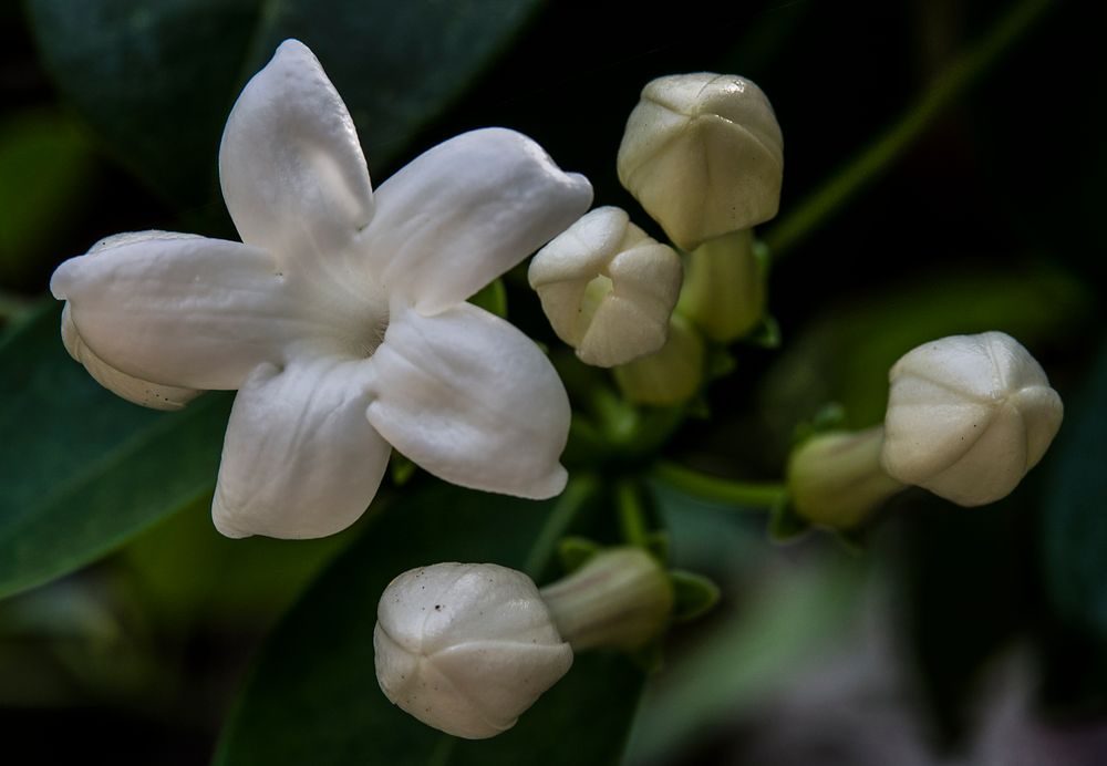 stephanotis floribunda