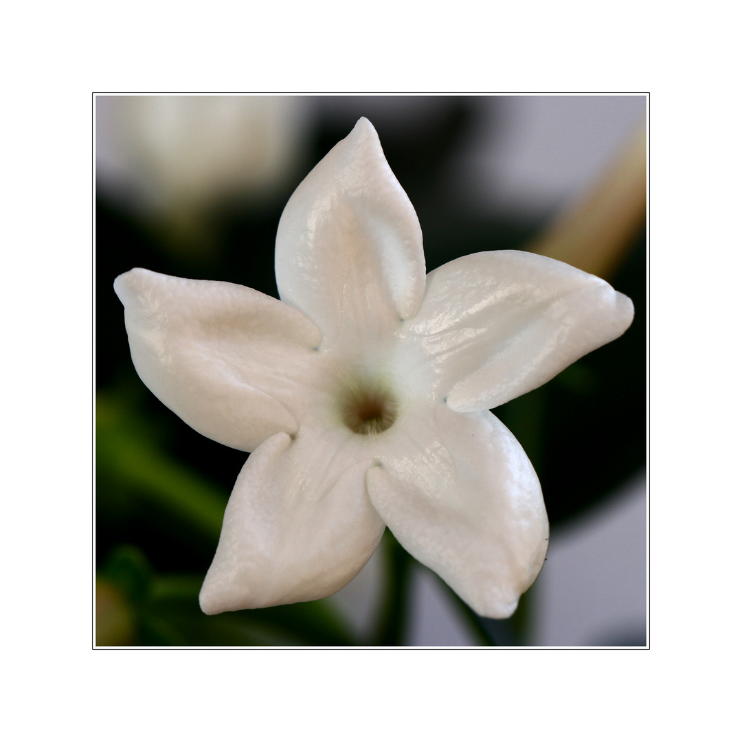 Stephanotis im Quadrat