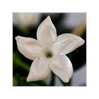 Stephanotis im Quadrat