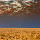 Steppe am Morgen