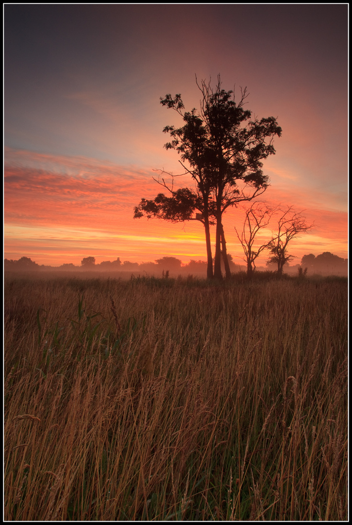 Steppe