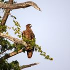 Steppe eagle