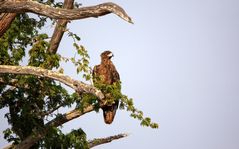 Steppe eagle