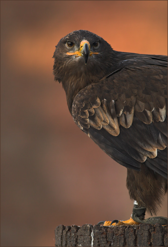 ~ Steppe Eagle ~