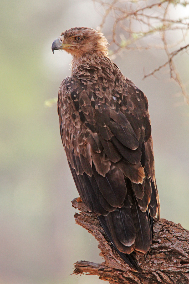 Steppe Eagle