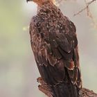 Steppe Eagle