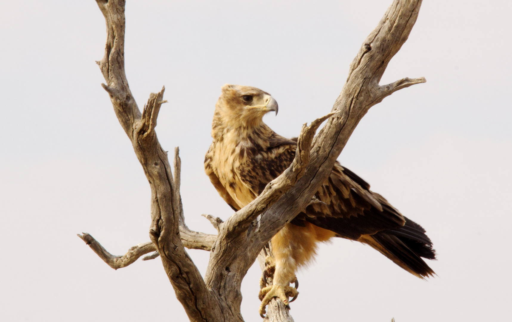 Steppe Eagle