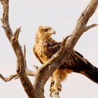 Steppe Eagle