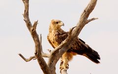 Steppe Eagle