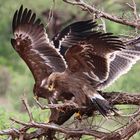 Steppe Eagle