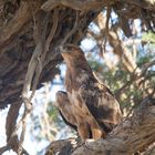 Steppe Eagle