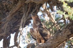 Steppe Eagle