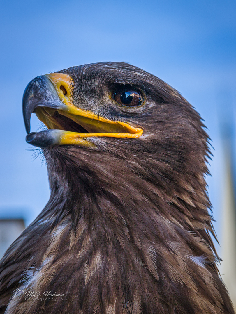 steppe eagle - steppe adler