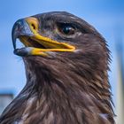 steppe eagle - steppe adler