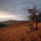 Steppe im Morgenlicht 1