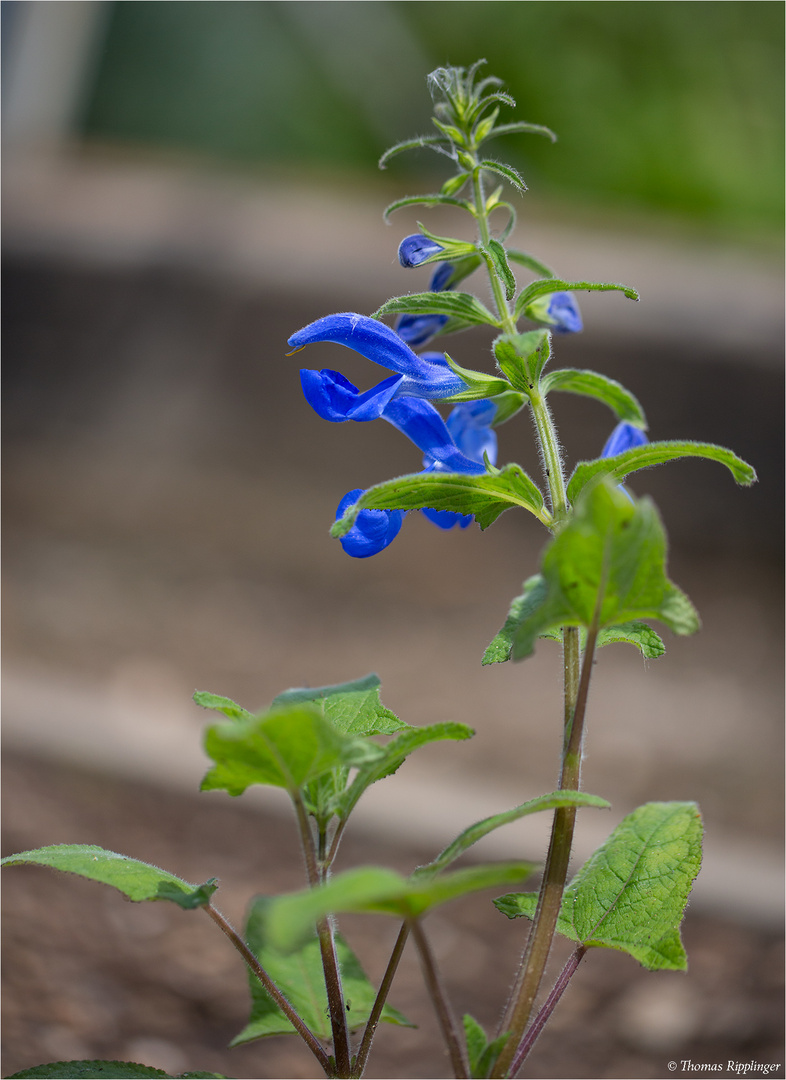 Steppen-Salbei (Salvia nemoro)......