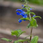 Steppen-Salbei (Salvia nemoro)......