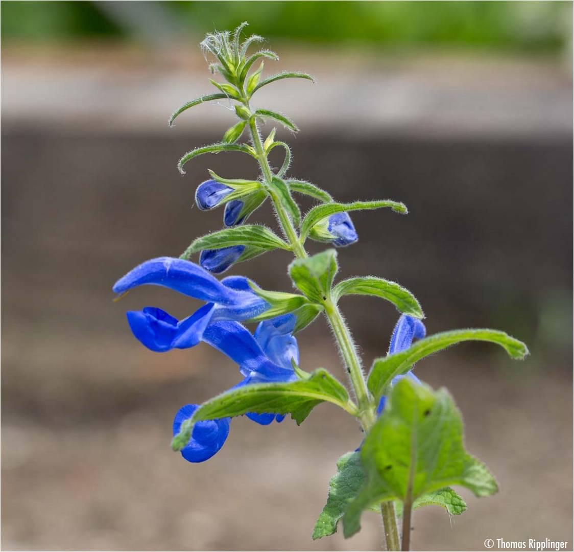 Steppen-Salbei (Salvia nemoro)