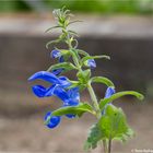 Steppen-Salbei (Salvia nemoro)