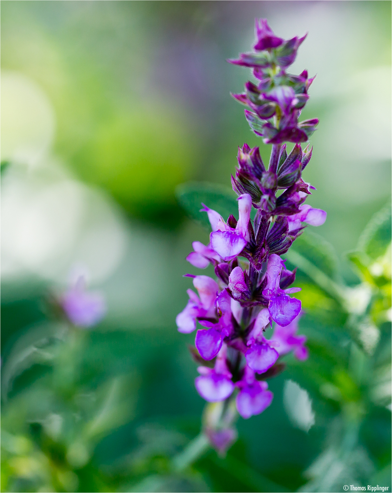 Steppen-Salbei (Salvia nemorosa)