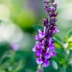 Steppen-Salbei (Salvia nemorosa)