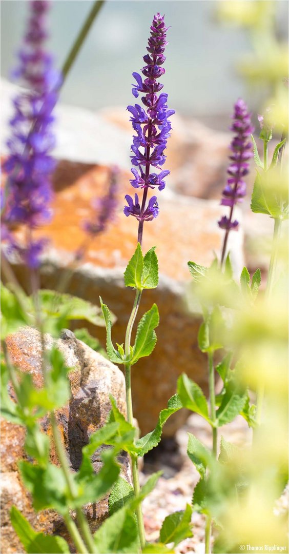 Steppen Salbei (Salvia nemorosa L.)