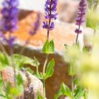 Steppen Salbei (Salvia nemorosa L.)